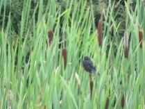 Blackbird with bullrushes